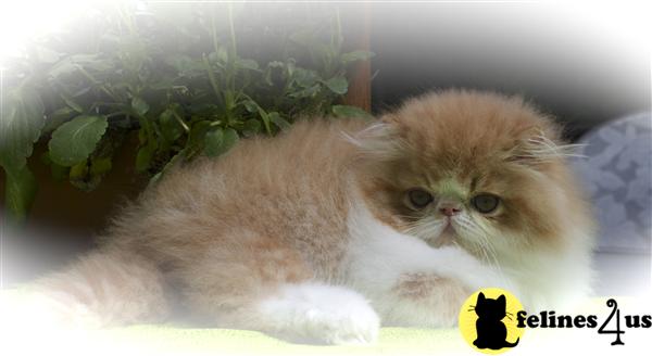 centralparkpersians Picture 2